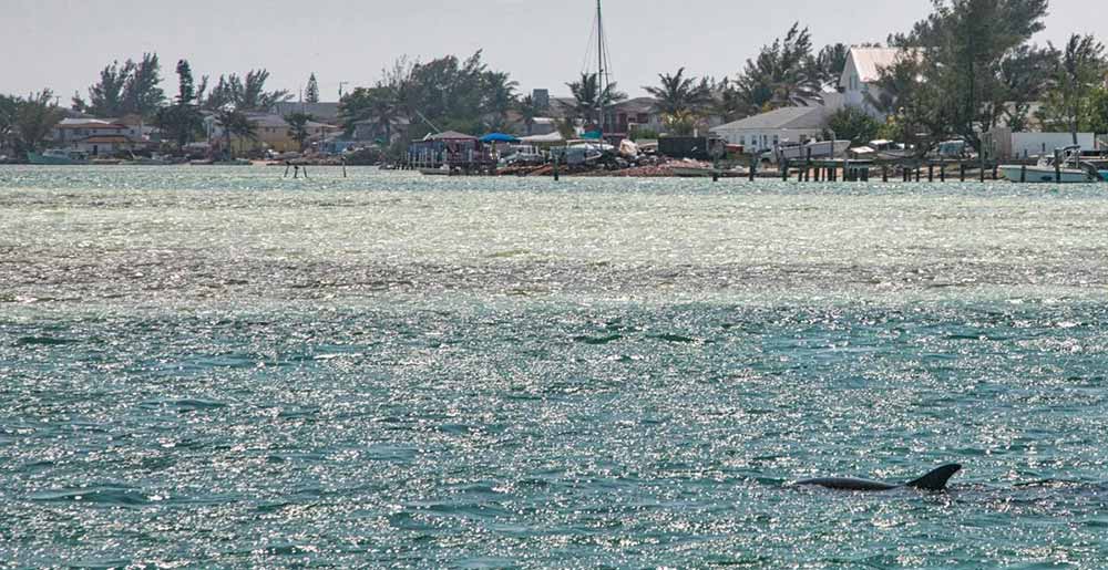 Dolphin Welcome Bimini