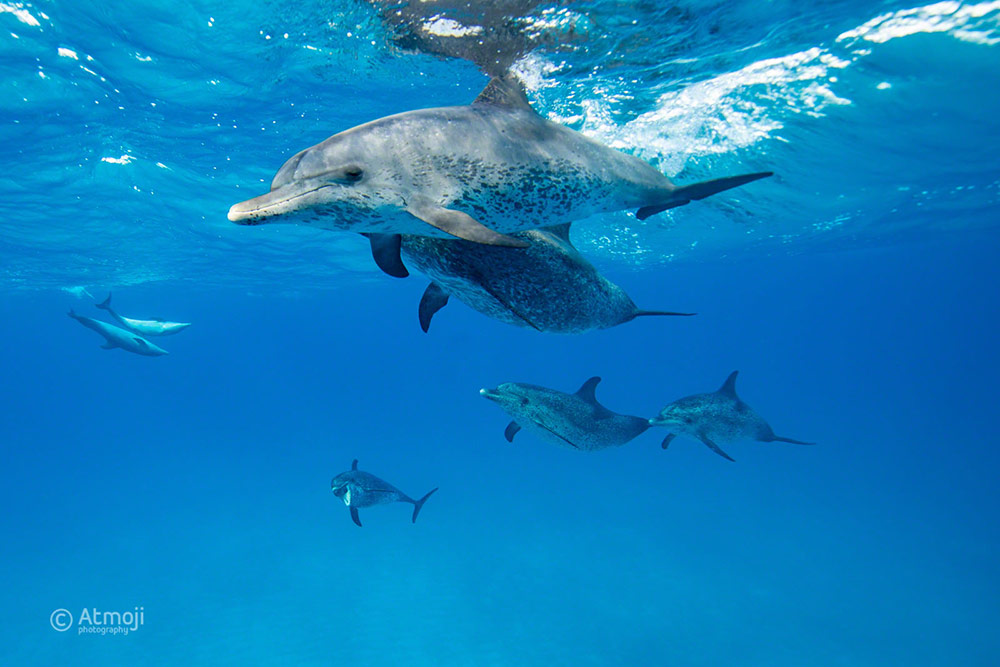 Swimming with wild dolphins