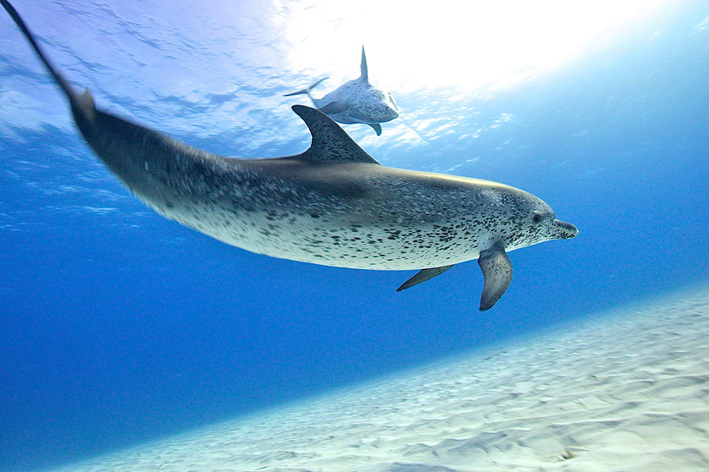 Dolphins Diving WildQuest Wild Dolphin Swims Bahamas