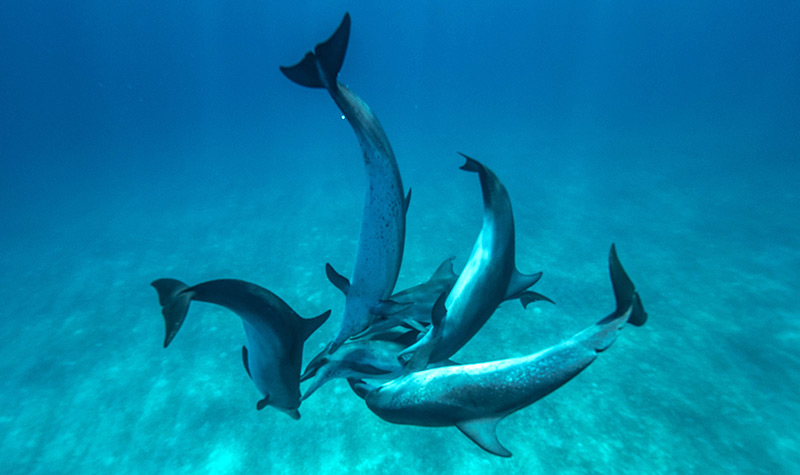dolphins bimini