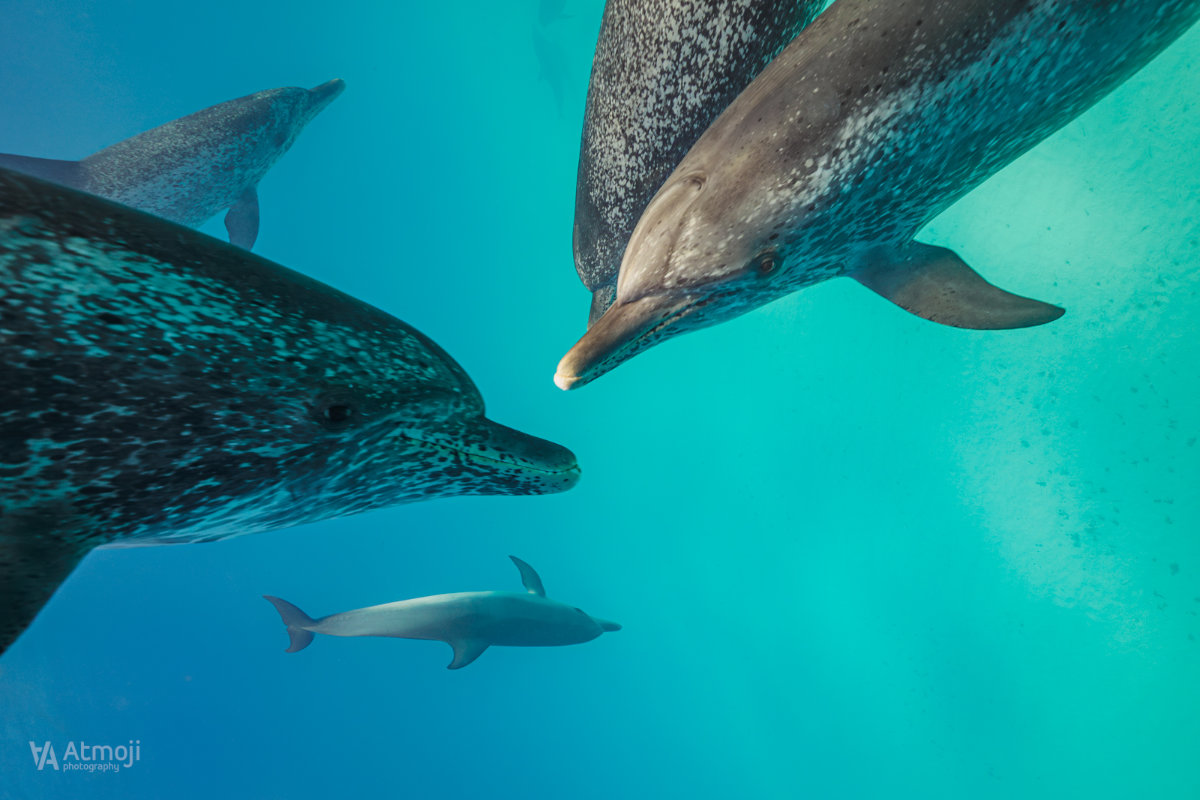 Group of spotted dolphins playing under water.