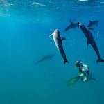 Swimming with wild dolphins