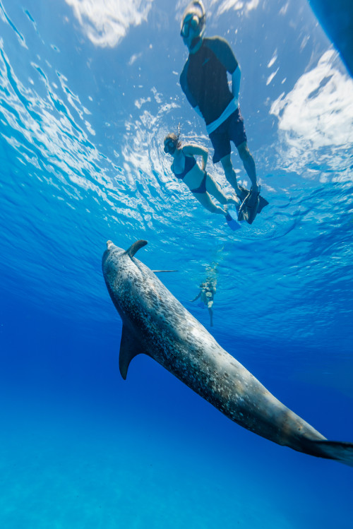 A woman and a man snorkelling under them a dolphin coming up.