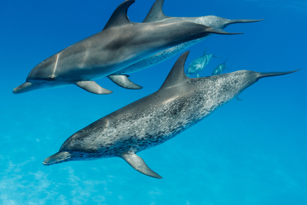 3 wild dolphins diving in turquoise waters.