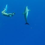 man and woman diving in blue waters with a wild dolphin around them.