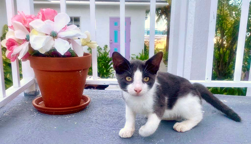 kitten sitting next to a plant pot