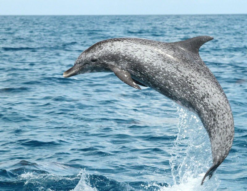 Jumping Dolphin