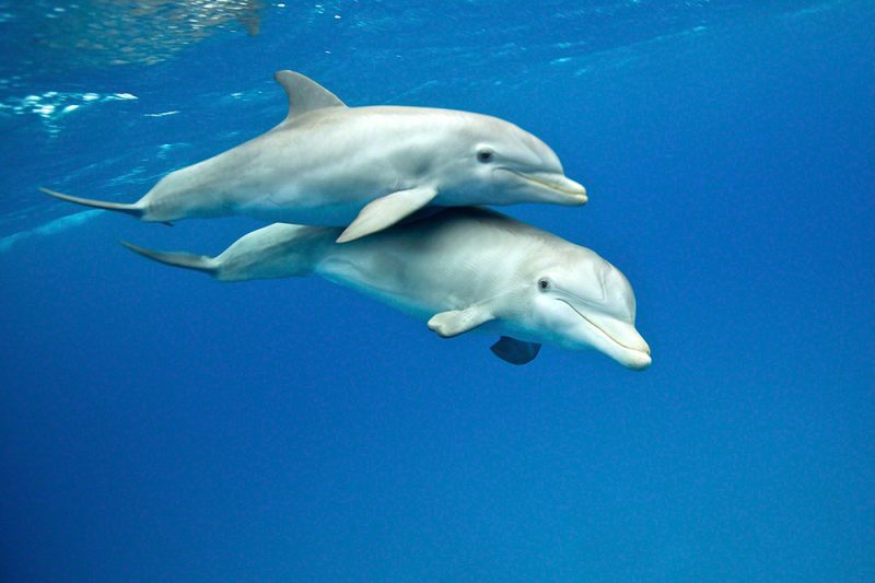 Juvenile Bottlenose Dolphins