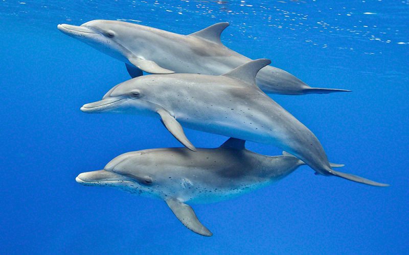 Juvenile Dolphins Cruising
