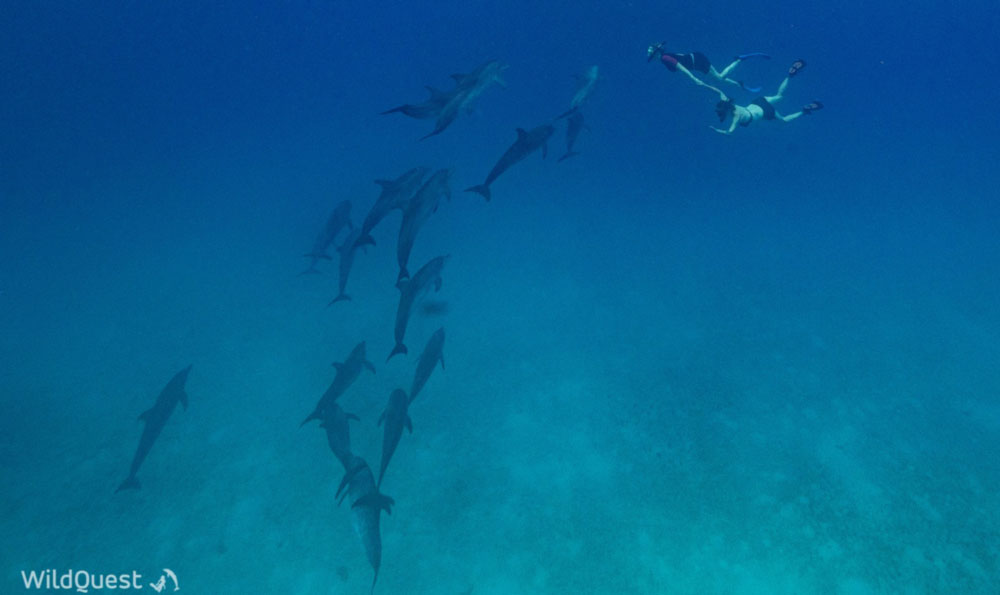 Kate swimming with wild dolphins