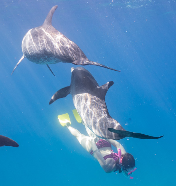 Woman diving with two dolphins in the ocean.