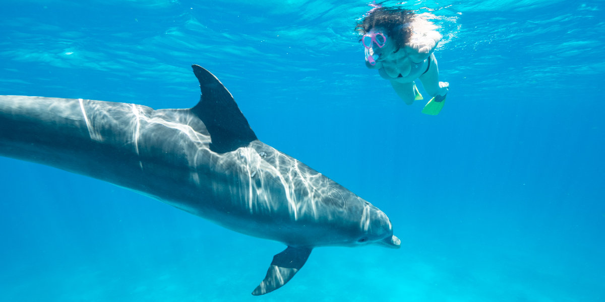 Woman diving with a bottlenose dolphin in the ocean.