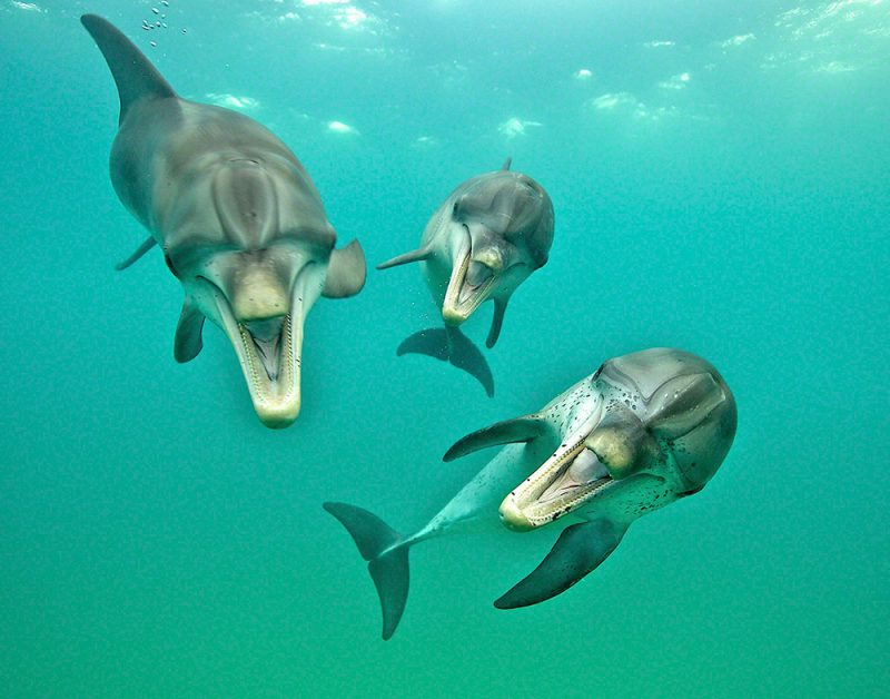 Laughing Dolphins