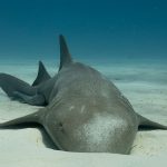 Nurse Shark Bimini