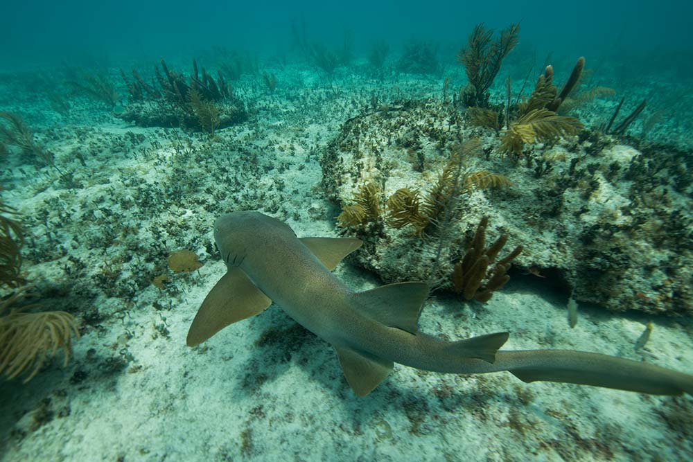 Download Nurse Shark Bimini | WildQuest | Wild Dolphin Swims Bahamas