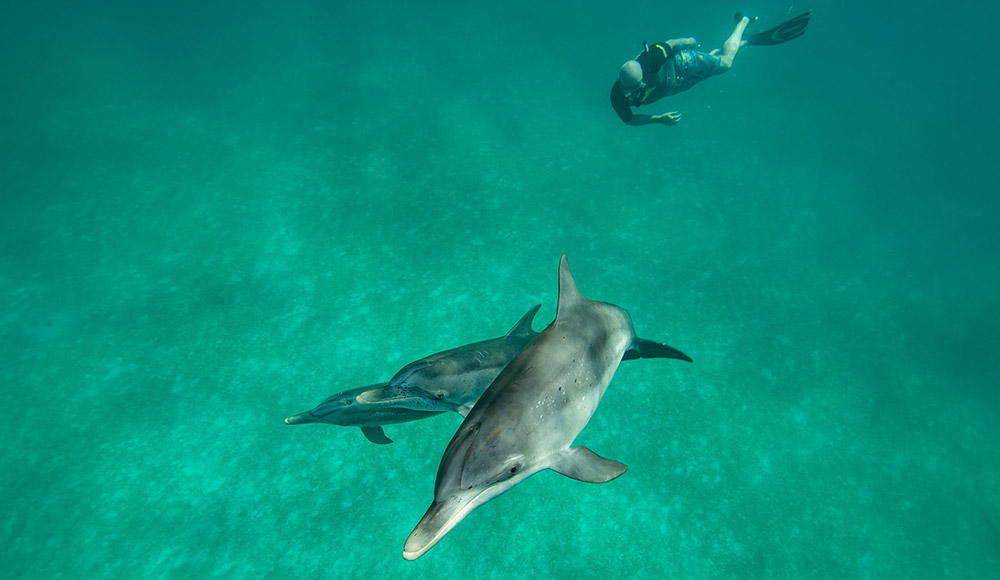 Rob Israel and the dolphins