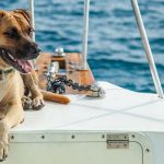 Dog Sandy the dog sitting on the boat in the ocean