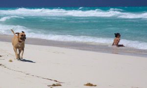 Dog Sandy running wild on the beach of Bimini
