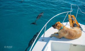 Dog Sandy watching the dolphins play