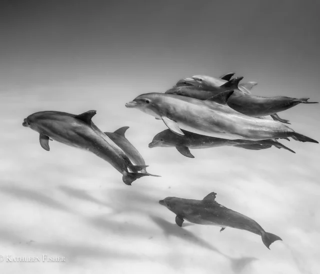 Being Ocean: Dancing with Dolphins - WildQuest | Wild Dolphin