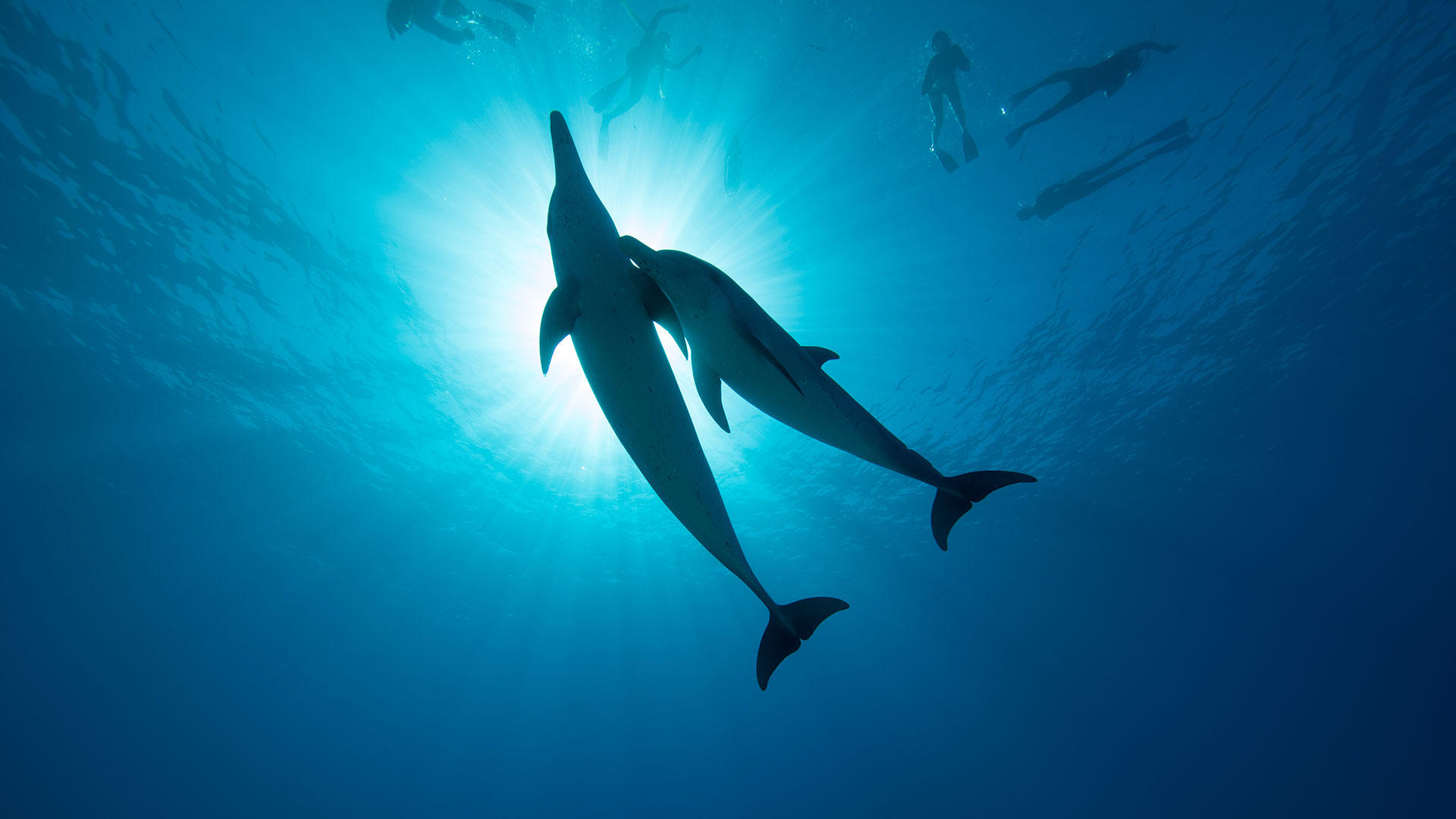 dolphins meeting WildQuest Wild Dolphin Swims Bahamas