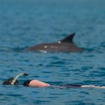 Snorkeling Bimini