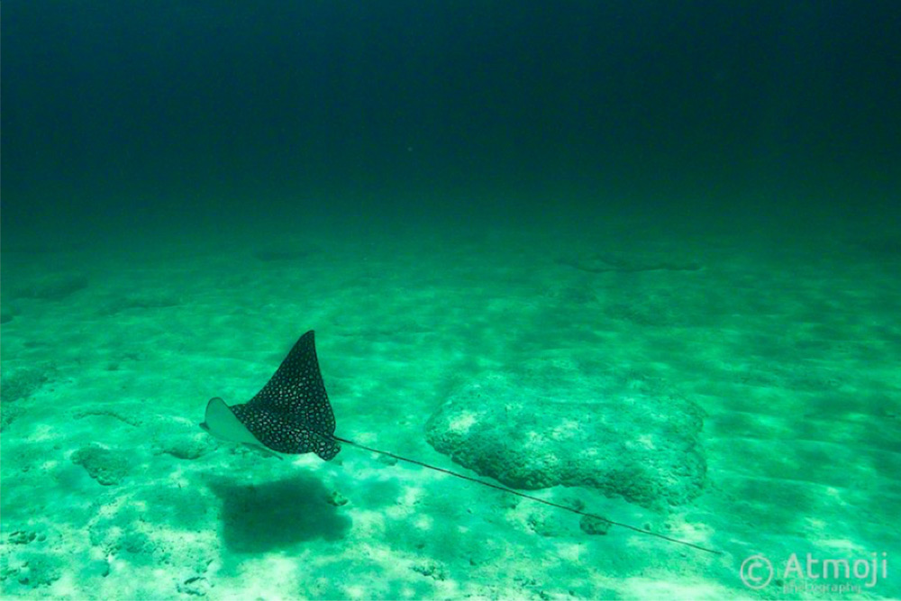 Spotted Eagle Ray