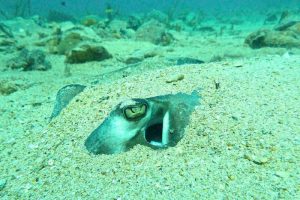 Southern Stingray