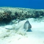 Southern Stingray