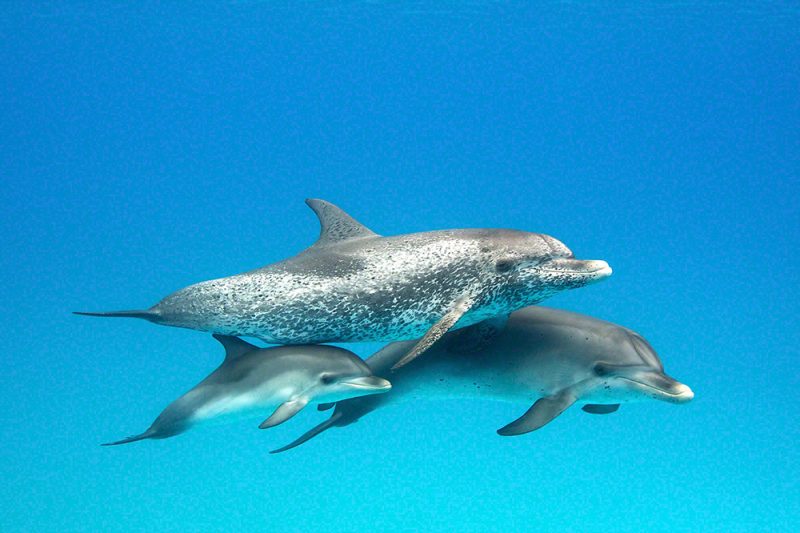 3 Dolphin Generations