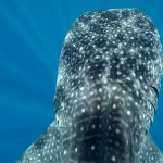 Whale Shark