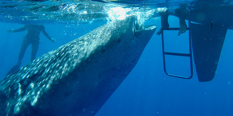 Whale Shark