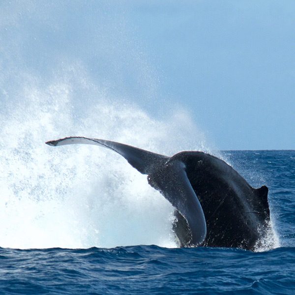 Whales Breach 1 2019
