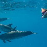 WildQuest Dolphin Swim
