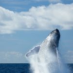 Humpback Whales Retreat
