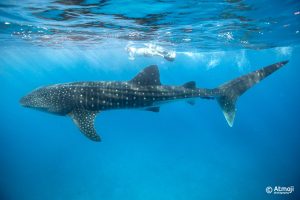 WildQuest Whale Shark