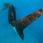 WildQuest Whale Shark