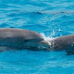 Bottlenose Dolphins