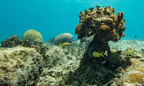 tropical fish swimming in front of a reef