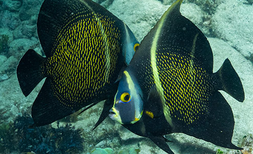 two tropical black and yellow fish in front of a reef