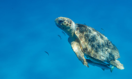 sea turtle swimming in blue ocean